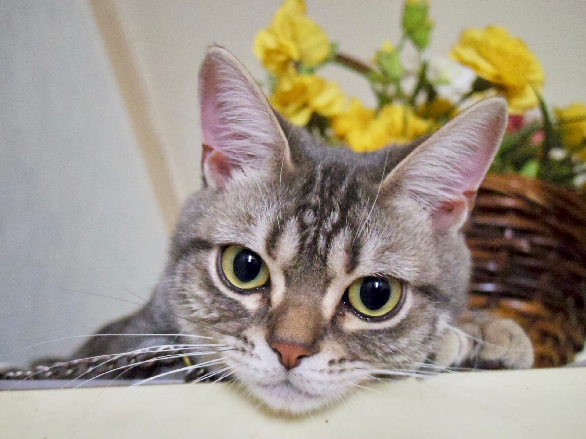 すいかねこ