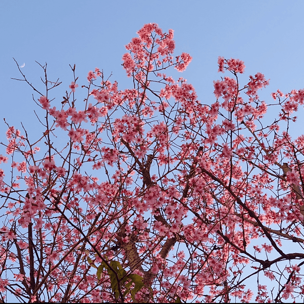 Printemps